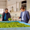 桃源：茶业实事常抓在手 茶企需求记于心