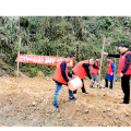 观音寺镇：党员干部守绿护绿做先锋，义务植树促振兴