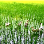 漆河镇：强化“米袋子”田长负责制  加强粮食生产安全