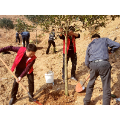 县应急管理局开展义务植树活动