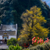 罗亚阳 | 天硚山的银杏树