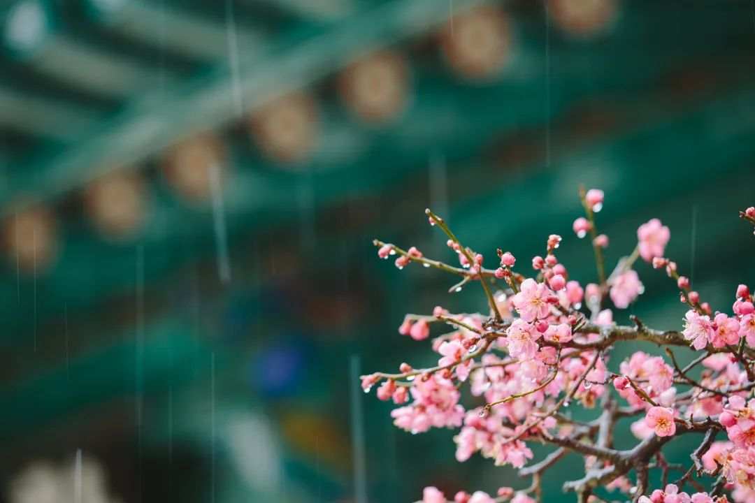 雨水2.jpeg