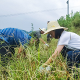解放岩乡:一场开在田间地头的主题党日活动
