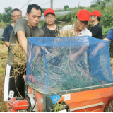 小章乡：农忙时节助秋收 麦浪翻滚粮归仓 