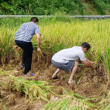 白羊溪乡：助农秋收促振兴，志愿服务解民忧