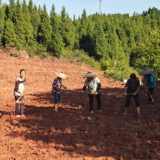 灾后重建在行动丨兴隆场镇：切实保障粮食安全 让“沉睡”耕地换发新生机