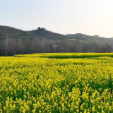 视频丨泸溪联盟的油菜花静悄悄绽放在春天里