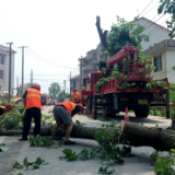 为群众办实事：泸溪县公路建设养护中心修剪行道树，护航群众安全出行