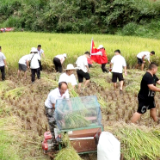 万名干部下基层进村入户办实事丨泸溪:“三级联动”助农秋收促振兴