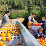 选果机进果园，助力脐橙产业发展