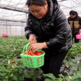 新春走基层丨曾传静：用火红的草莓酿幸福的蜜