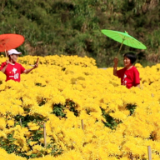 画里泸溪丨漫山皇菊金灿灿  恬美风光引客来
