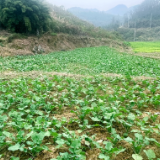泸溪加强油菜培管稳增产增收