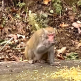 天桥山自然保护区：生态环境不断改善 野生猴群嬉戏玩闹
