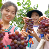 泸溪2023年网红电商直播大赛颁奖 助推当地葡萄销售