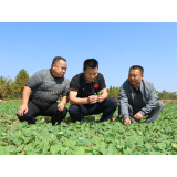 泸溪县大力推进冬季油菜生产