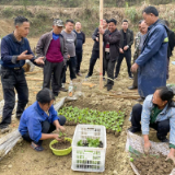 白羊溪乡：假植烟苗抢时节 烟田起垄覆膜忙