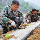 文明创建在行动丨解放岩乡：基干民兵倾心助烟农  织密“连心网”