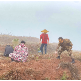 人勤春草丨石榴坪乡：茶叶培训正当时  不误农时补栽忙