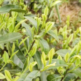 白茶采摘忙 满园茶飘香