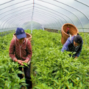 小章乡：皱皮椒抢“鲜”上市，绘就春日好“丰”景