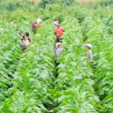 白羊溪乡：烟叶长势好 烟农打顶忙
