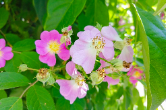 今日立夏丨俏也不争春，静候一树蔷薇花开