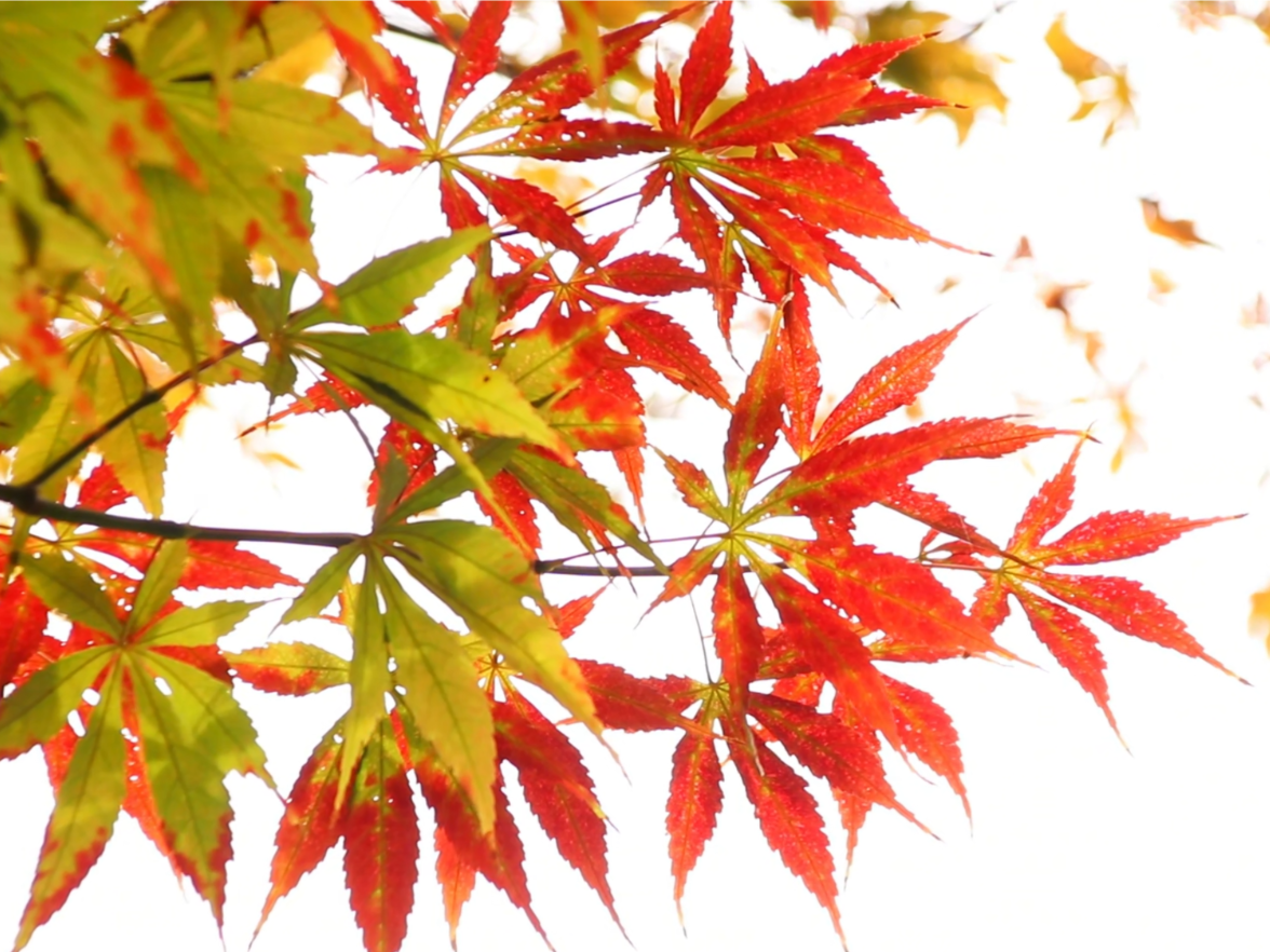 泸溪：“沅江“枫”光惹人醉