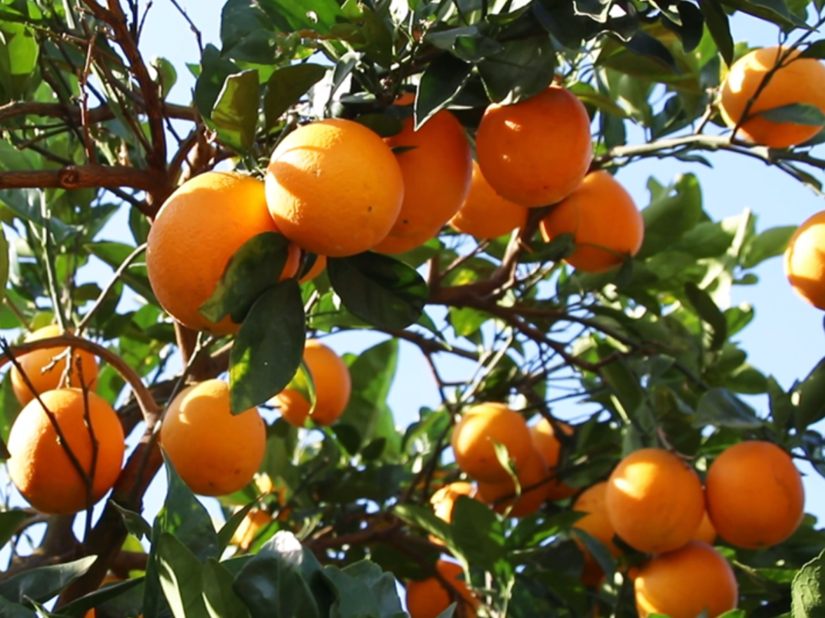 泸溪：浦市镇岩门溪村橙香四溢