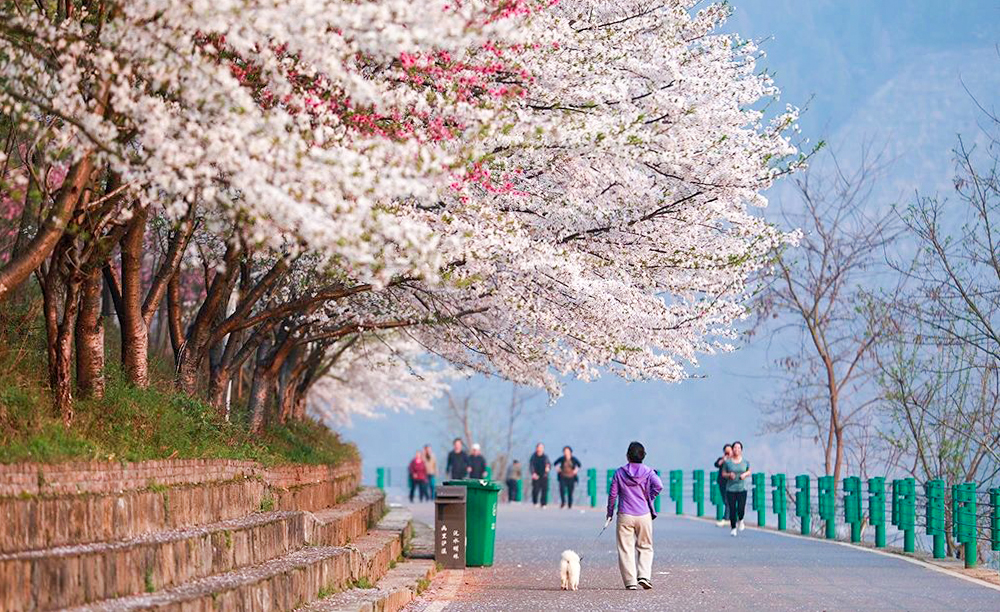 泸溪沅水樱花大道.jpg 泸溪沅水樱花大道.jpg