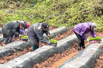 白羊溪乡排口村烤烟移栽 绘就春耕好“丰”景