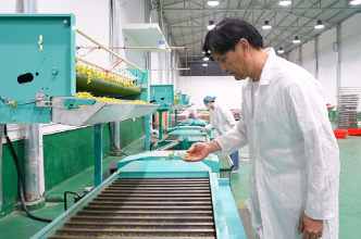 泸溪：浙江客商“链”上泸溪  白茶加工提质增效促共赢