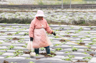 泸溪：一根软管拉进田  烤烟施肥换新颜