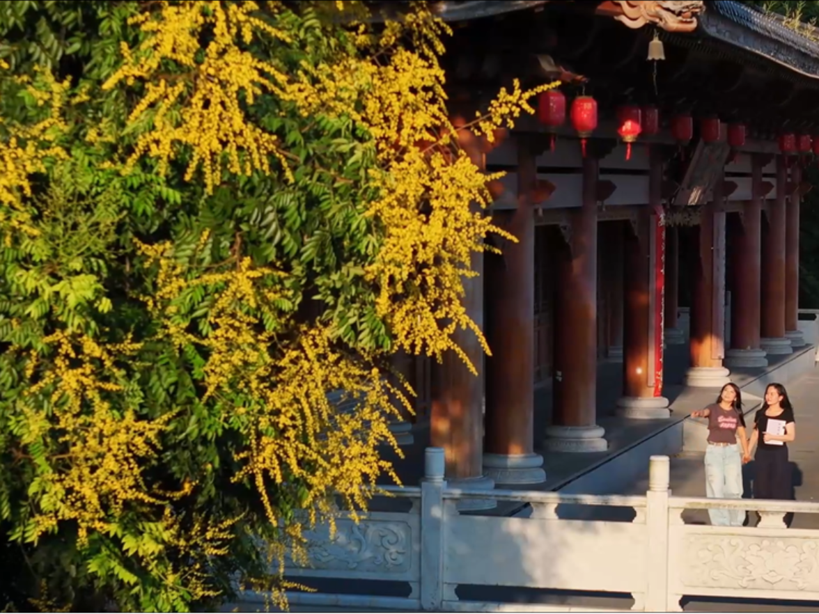 泸溪：栾树花开“金”艳一城秋色