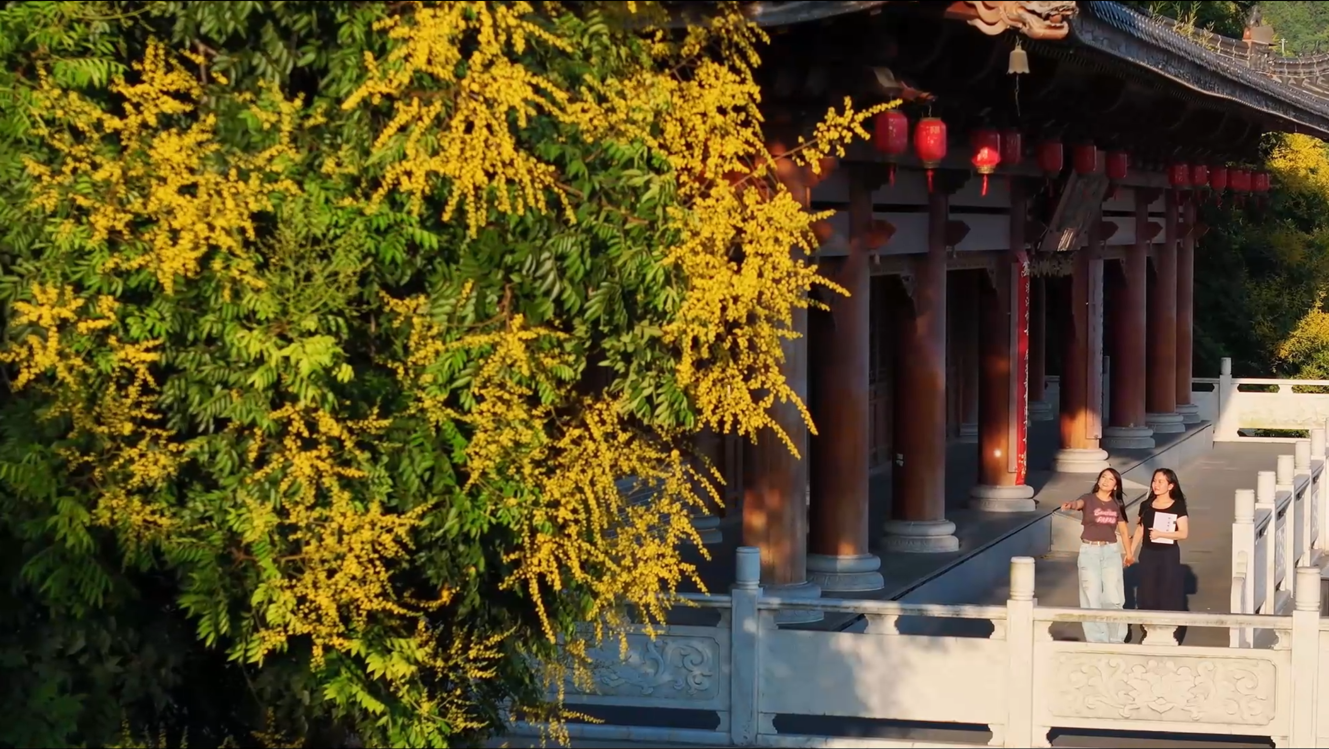 湘西泸溪：栾树花开“金”艳一城秋色