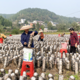 泸溪县石榴坪乡坪里村：黑木耳产业迎来首茬丰收