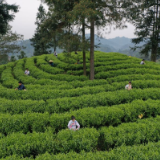 新华社丨湖南湘西：“三杯茶”里的乡村振兴