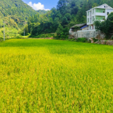 稻花香里好“丰”景