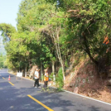 泸溪：及时处治行道树隐患，守护出行安全