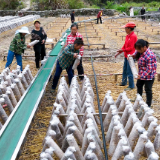 泸溪：山村奏响黑木耳秋冬生产“进行曲”