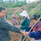 泸溪县小章乡：羊肚菌大棚搭建正忙 乡村振兴添动力