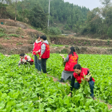 泸溪县市监局:志愿服务进乡村 暖心服务助振兴