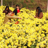 泸溪：梯田“披”金甲  村民喜摘“致富花”