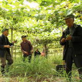 泸溪：罗汉果丰收农户采摘忙