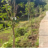 植下生态绿 激活乡村美  ——泸溪县五村森林乡村绿化项目圆满完工