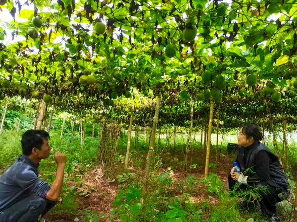 白羊溪乡马王溪村:百亩“金果”满枝头 特色产业“链”农富