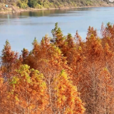 泸溪：沅江河畔红杉带 色彩斑斓美如画