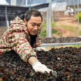 石榴坪乡：黑木耳丰收绘就村集体经济好“钱”景