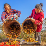 泸溪：金樱子丰产 农户喜摘“金果果” 