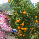 泸溪:河畔椪柑香 农户采摘忙